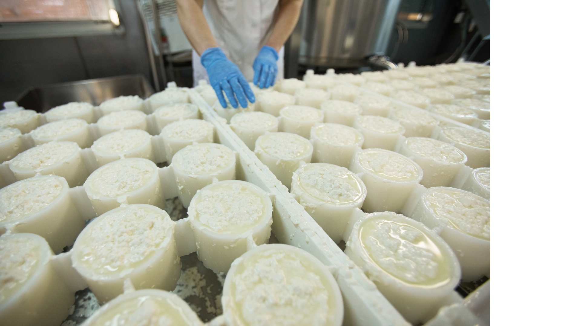 Inquadratura stretta su un momento di lavorazione della ricotta all'interno del caseificio.