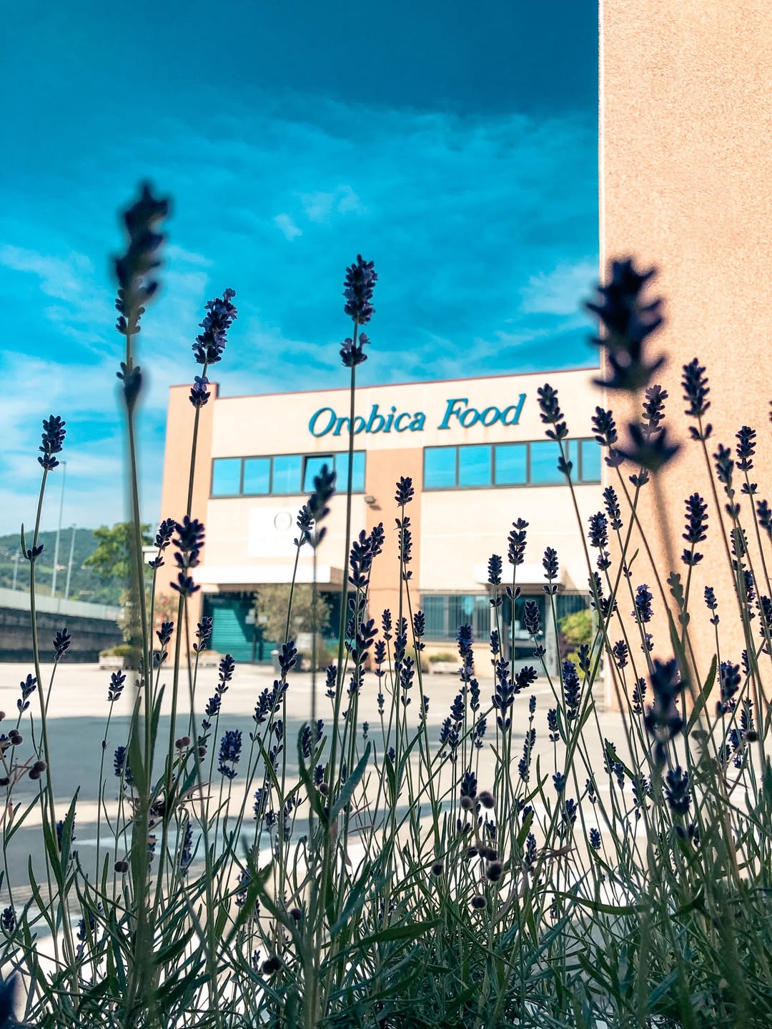 sede orobica food con primo piano di fiori di lavanda