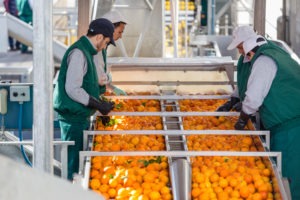 Operatori in divisa verde e bianca che selezionano manualmente arance su una linea di nastro trasportatore industriale in uno stabilimento alimentare.